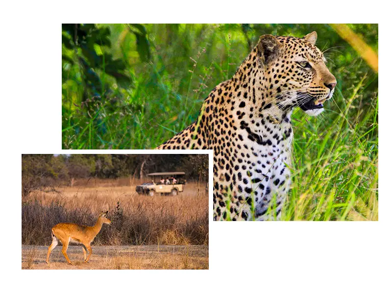 Zambia Priv Safari s Met Gids Chauffeur Safari s Op Maat