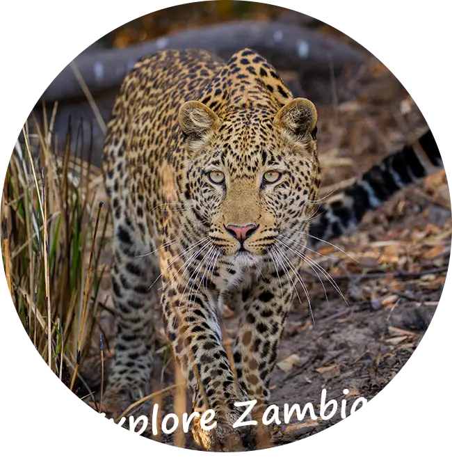 Explore-Zambia-Prive-Safari-Wat je moet weten over Zambia
