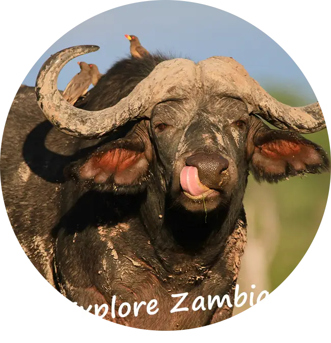 Explore-Zambia-Prive-Safari-met-gids-chauffeur-Rondreizen