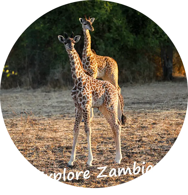 Explore-Zambia-Prive-Safari-met-gids-chauffeur-Offerte-Aanvraag