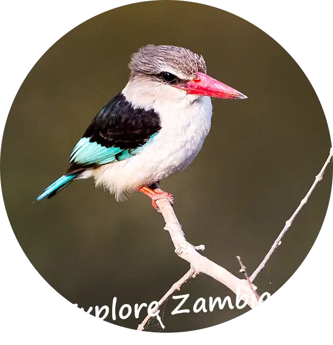 Explore-Zambia-Prive-Safari-met-gids-chauffeur-ons-aanbod