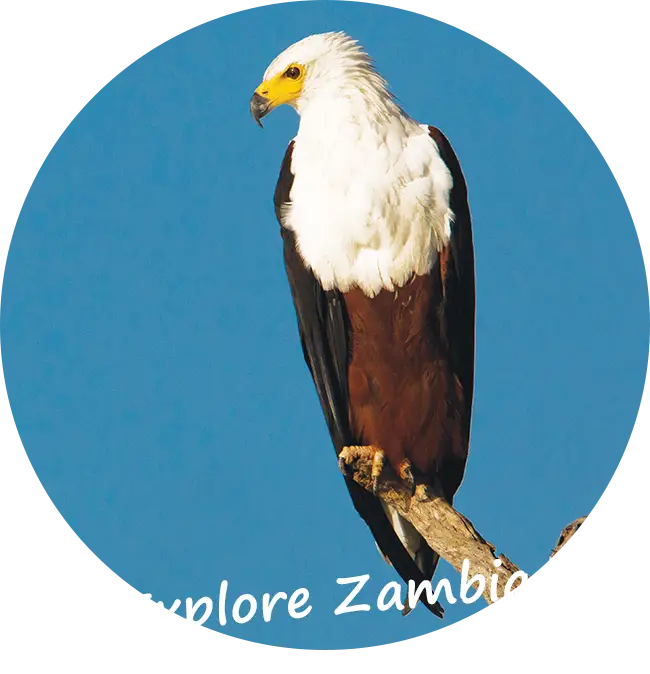 Explore-Zambia-Prive-Safari-Reizen-in-Zambia